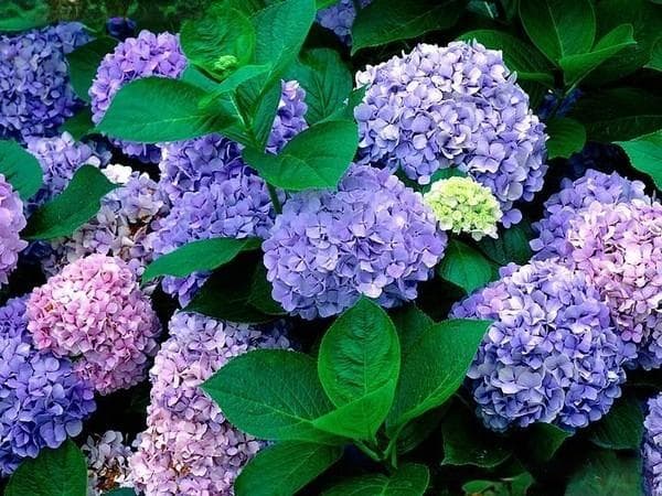适合阴凉环境的花卉：玉兰、绣球等品种养护指南