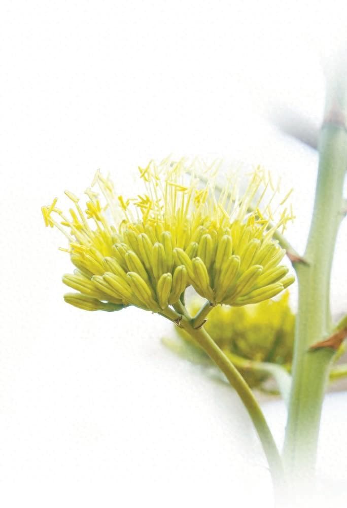龙血树有多少种品种（温室植物里的“龙”）