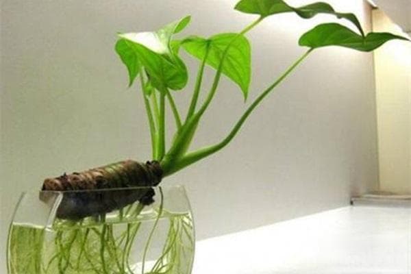 滴水观音的毒性有多强？