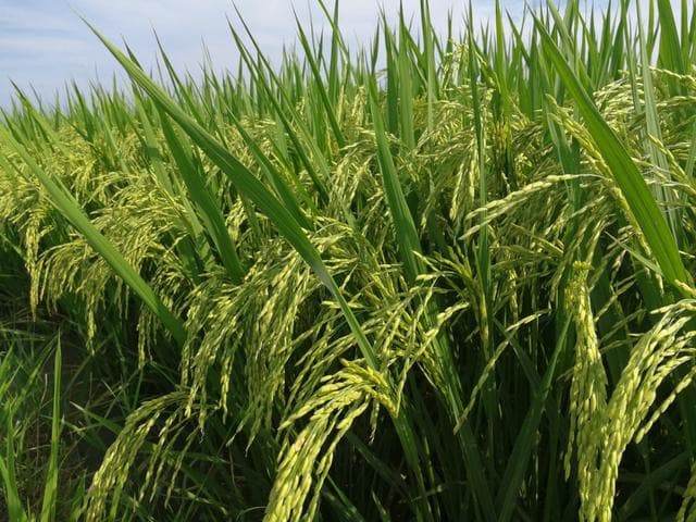 洞庭湖平原水稻品种推荐：高产高效与高档优质兼顾