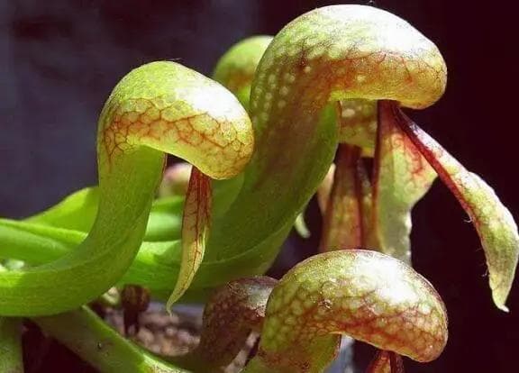 揭秘植物拟态：为什么植物能通过伪装来自我保护？