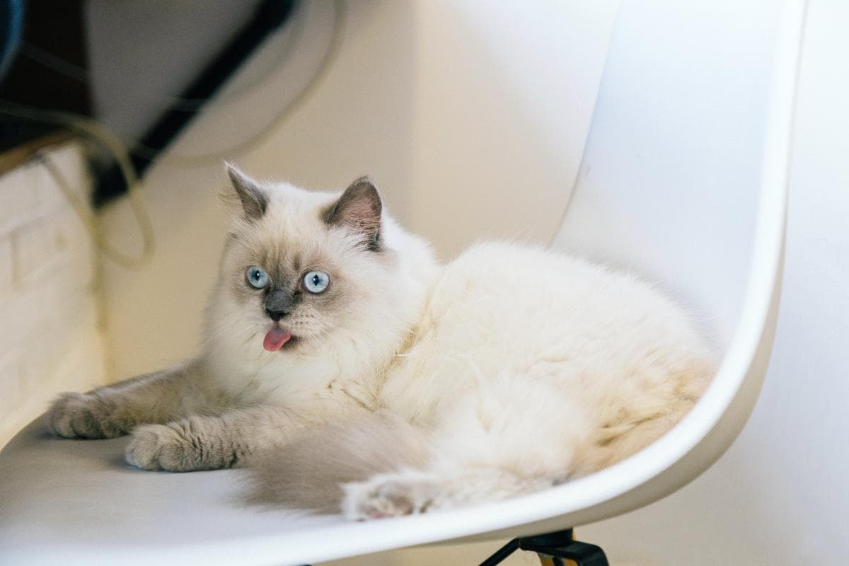 猫掉毛怎么办？五大方法让你的猫不掉毛
