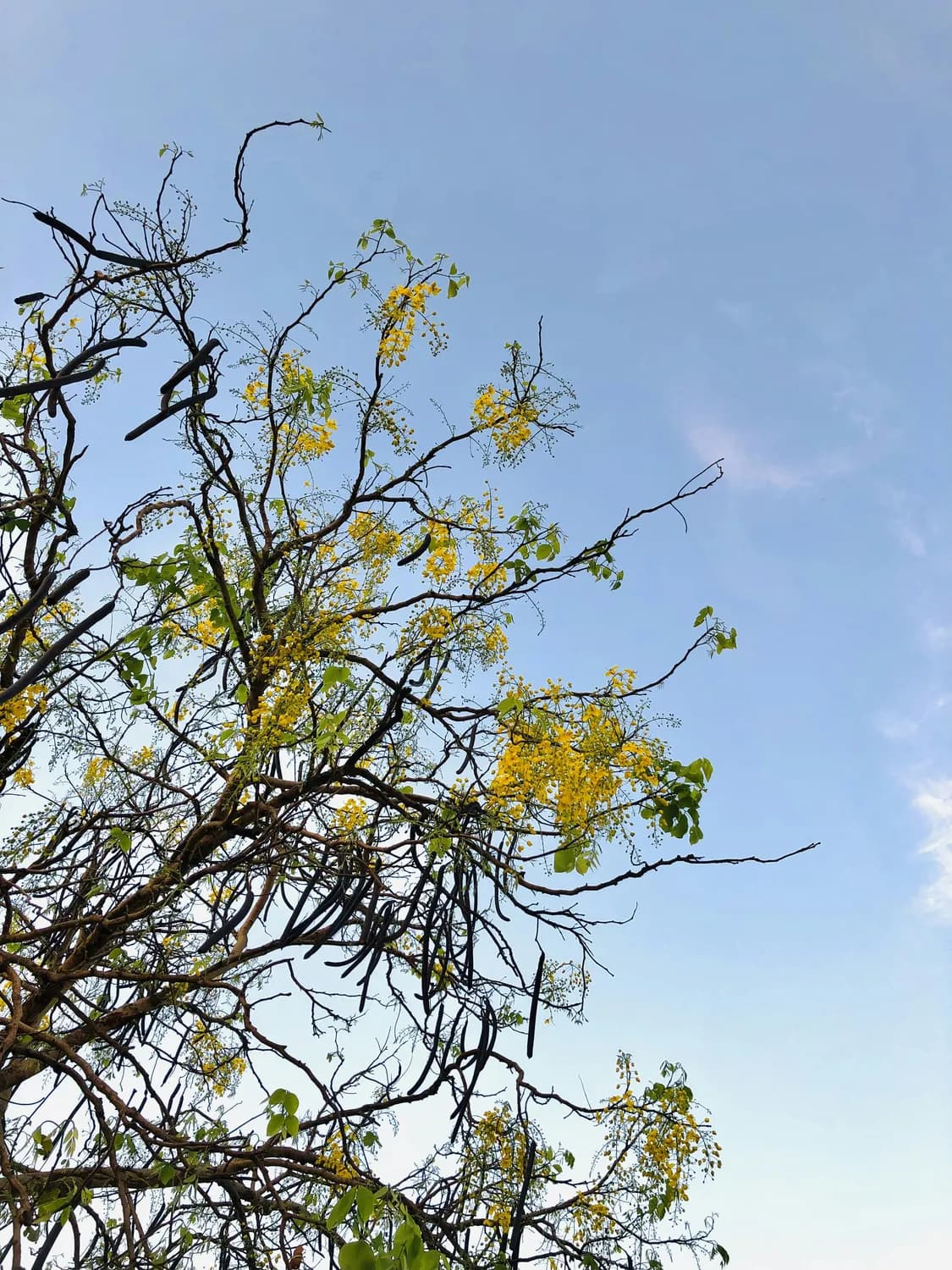 中科院西双版纳热带植物园：揭秘神秘桑寄生