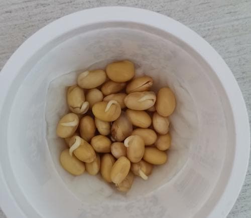 黄豆发芽技巧大揭秘：快速发芽方法、水温控制、选材要点及注意事项