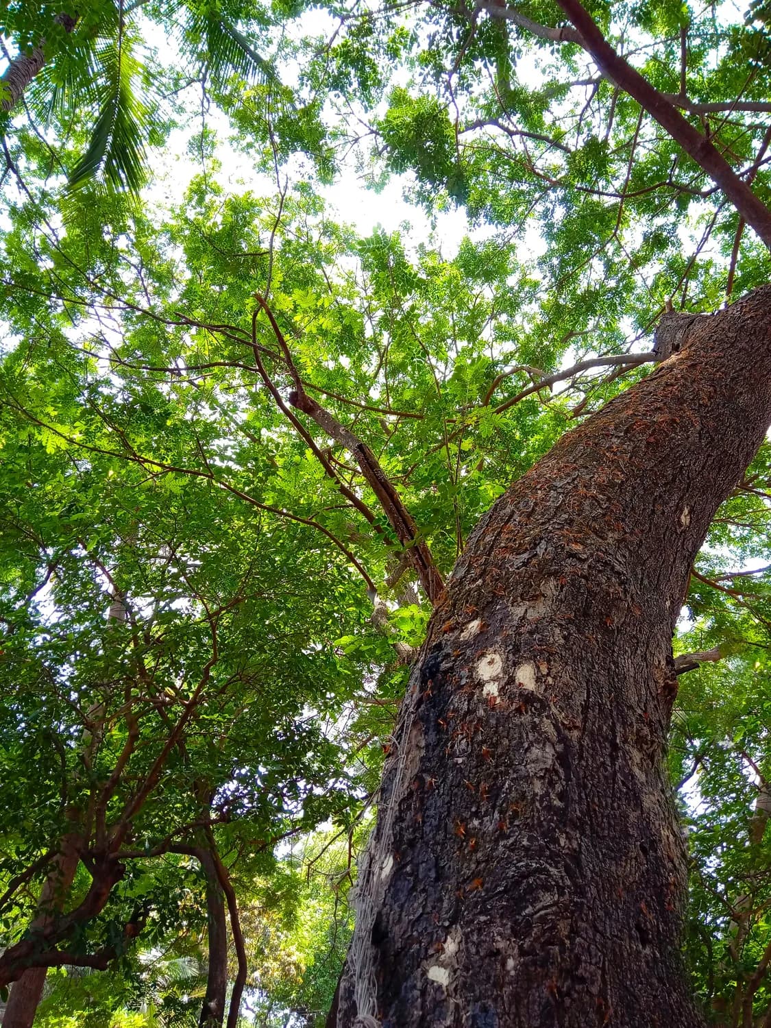 揭秘大果紫檀：西双版纳热带植物园里的“贵族”树种