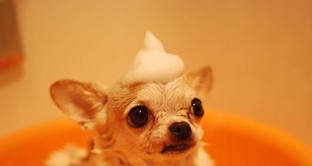 爱犬如何进行日常美容护理（从头到脚，让你的狗狗变得更美丽）