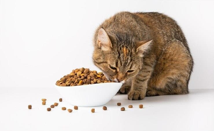 科学喂养不同年龄段的猫咪，助力健康成长