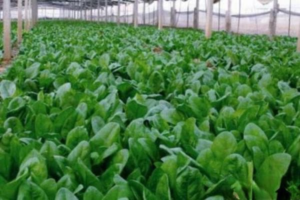 2月可以种植什么蔬菜？