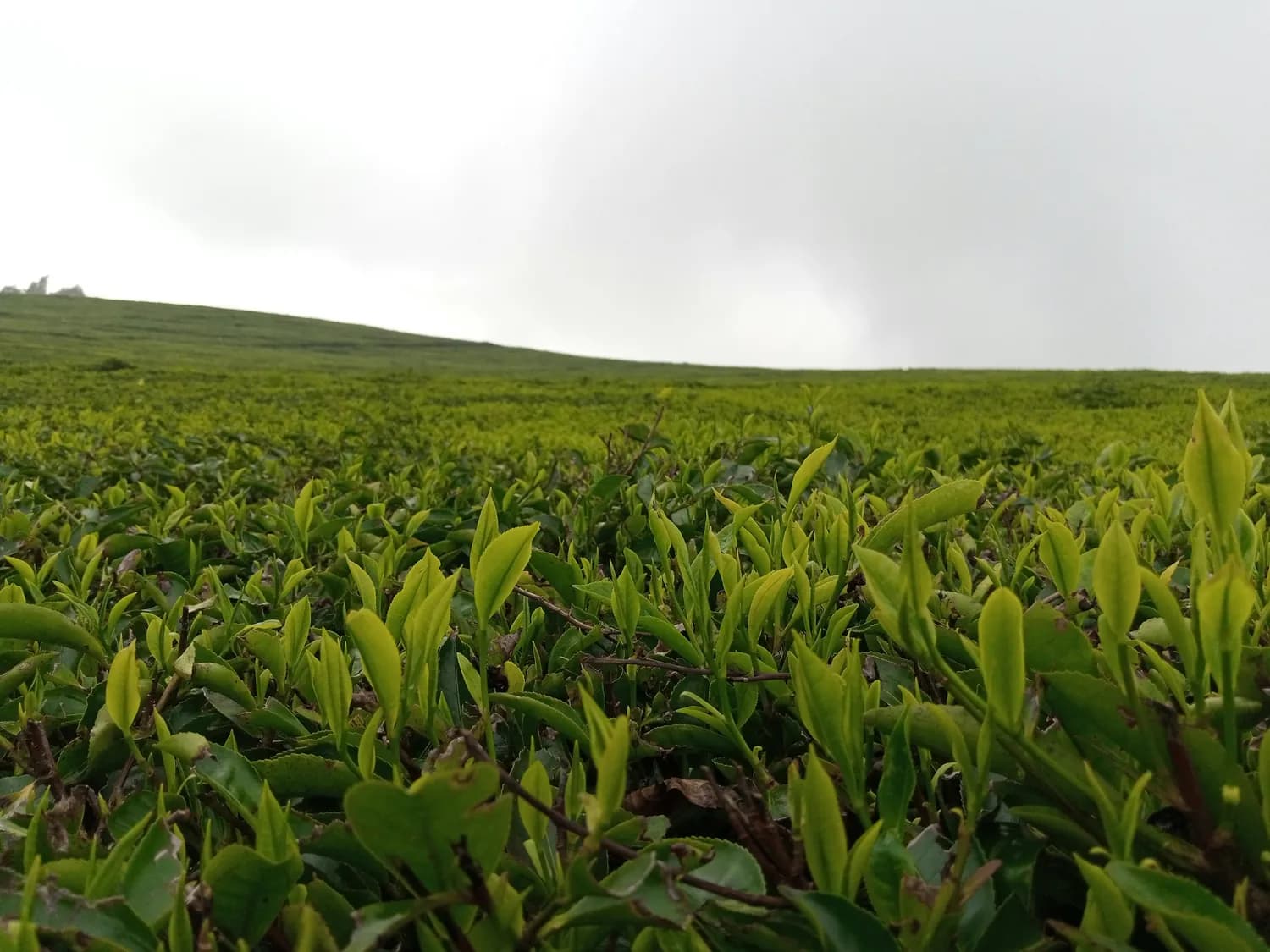 油茶树种植：高产致富的秘密武器