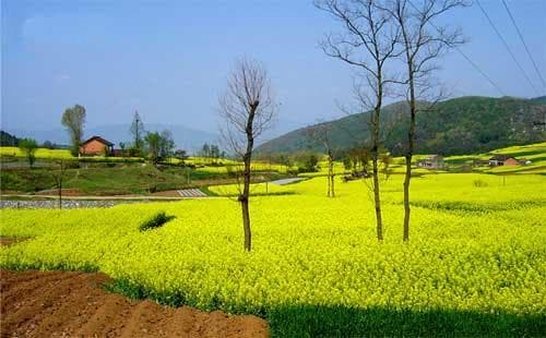 成都赏油菜花景点全攻略：五大最佳观赏地推荐