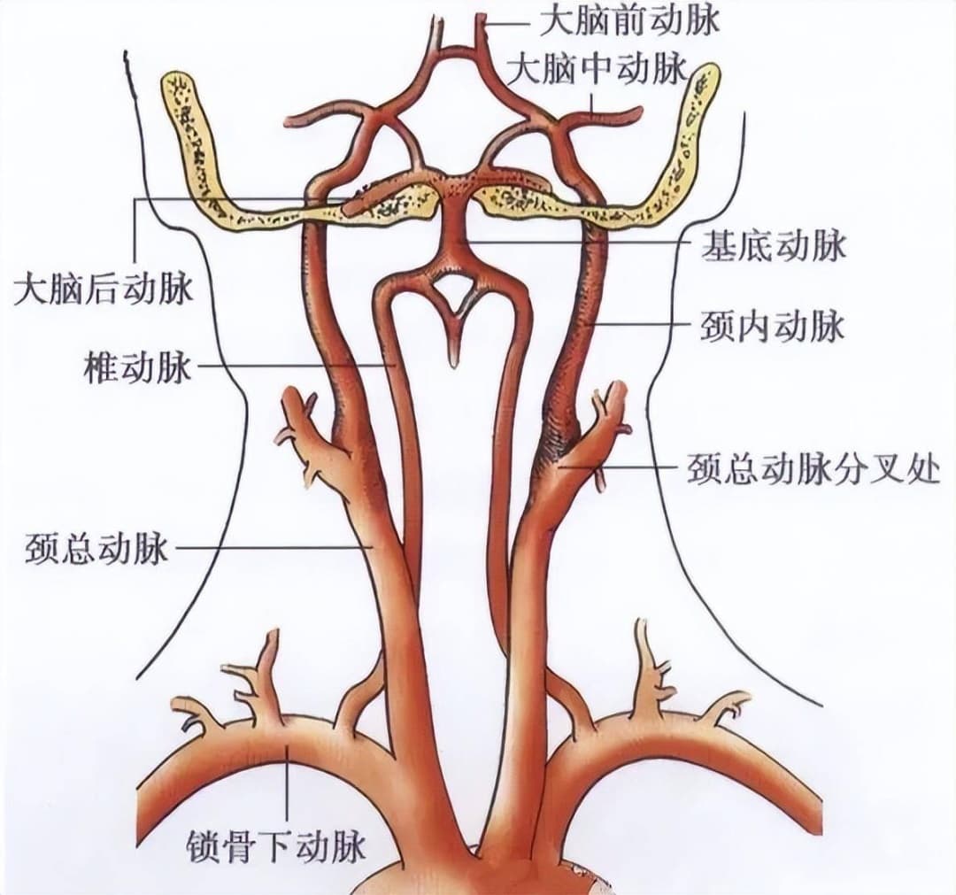 “头晕”背后的危机，警惕后循环缺血