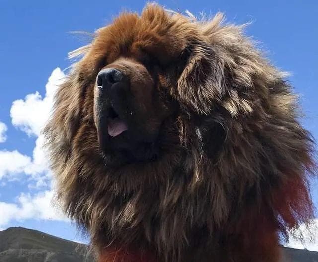 藏獒的战斗力在犬科和猫科中属于什么级别？