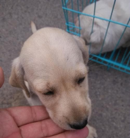 2个月拉布拉多一顿喂多少？拉布拉多幼犬的食量和饮食安排是怎样的？