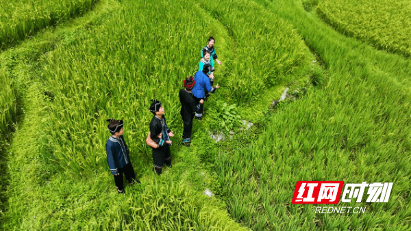 年味非遗·宝庆有宝⑰丨城步六六山歌节：苗乡飞歌，带你梦回“桃花源”