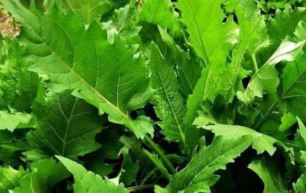 海拔1300米适合种什么牧草？耐寒耐旱多年生长的饲草推荐