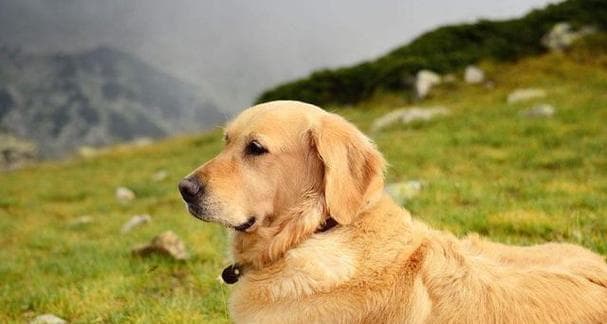 延长爱犬寿命，这些科学养护方法请收好