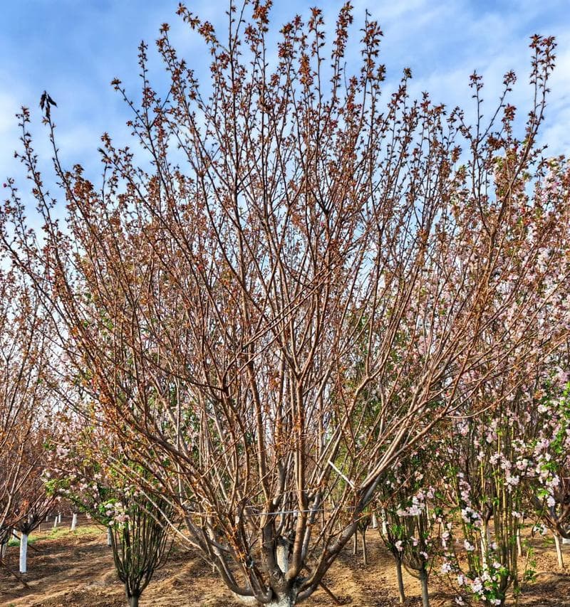 樱花树怎么种植？樱花种植有哪些注意事项？