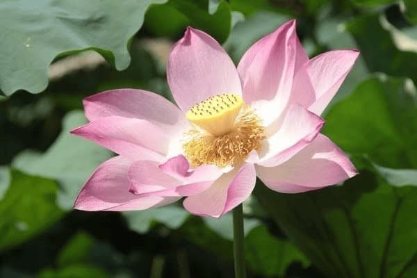 覆盆子与其他水果的区别：从外观到用途的全面解析
