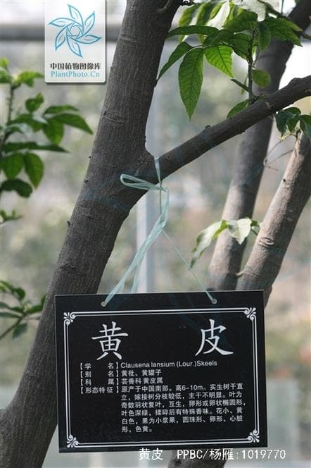 探寻中国黄色文化之美