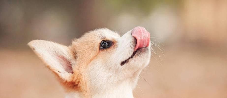 狗狗为什么喜欢舔主人的手？（探究狗狗舔手的原因和意义）