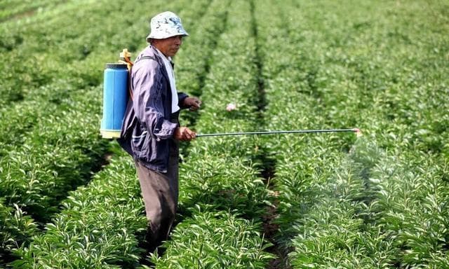吡唑醚菌酯、嘧菌酯、醚菌酯：三种广谱杀菌剂的使用指南