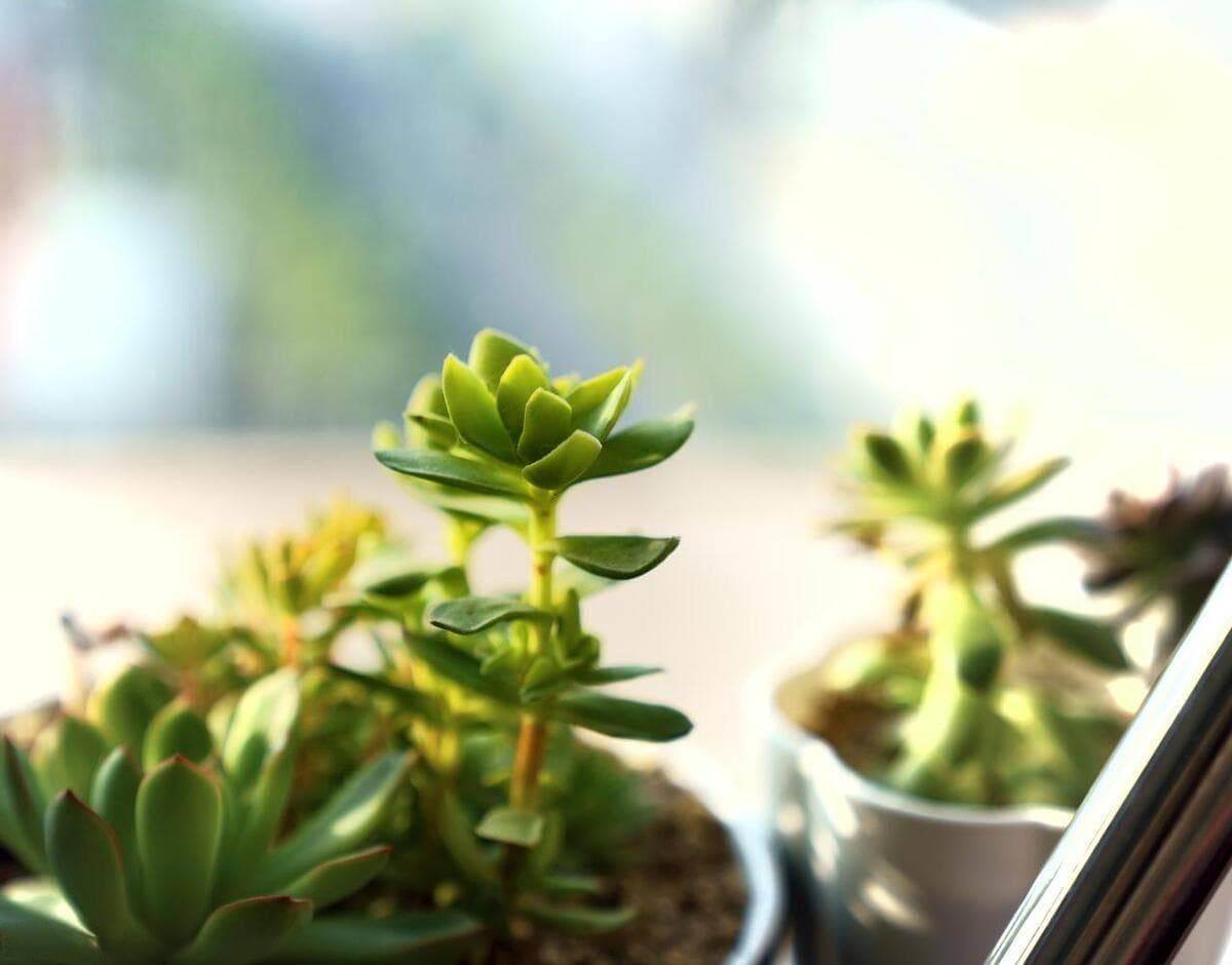 多肉植物徒长：原因分析与解决方案