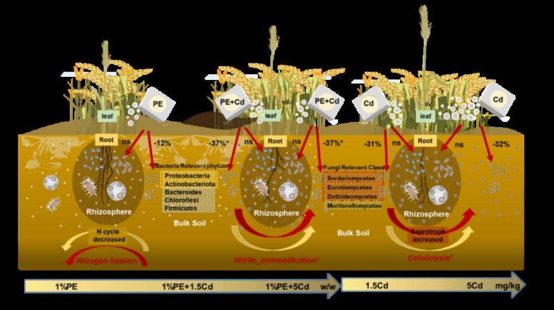研究揭示微塑料和镉对小麦根际土壤微生物群落的协同效应