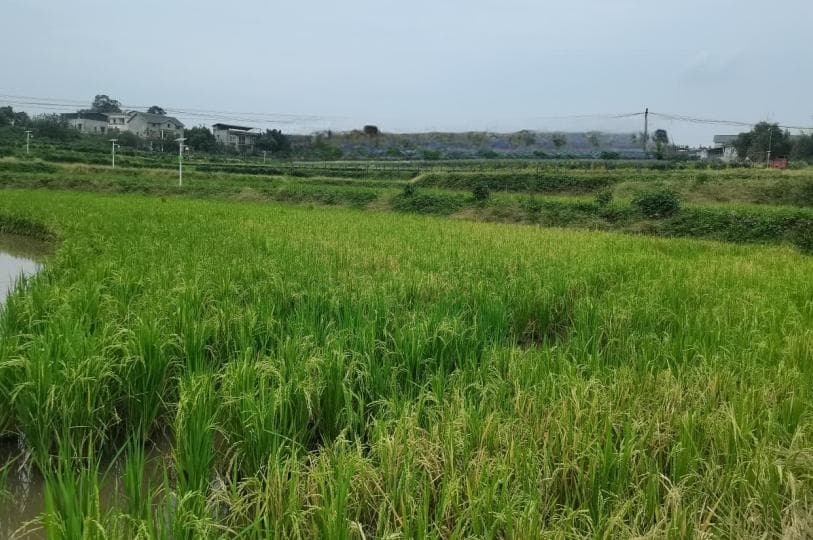 罗沙贡米：特兴镇的金色名片