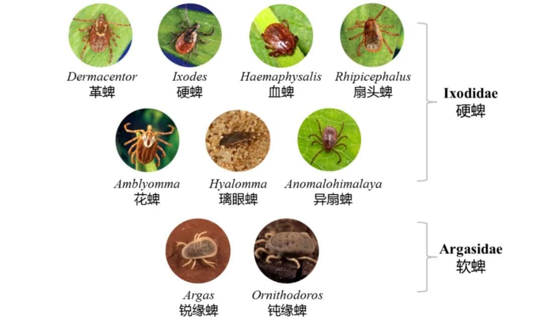蜱虫防护指南：如何预防蜱虫叮咬及处理方法