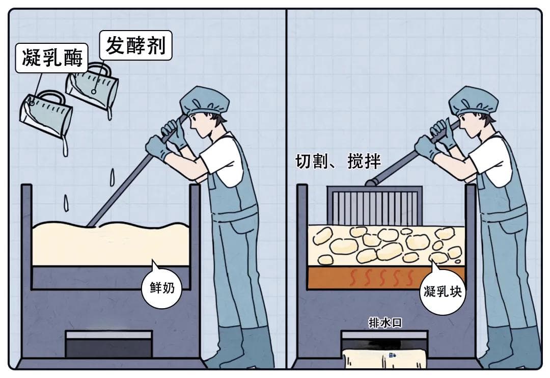 奶酪、干酪、乳酪、芝士，这些奶制品到底有什么区别？