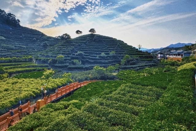 凤凰茶：继茶、普洱后中国茶界第三大茶种