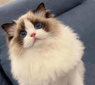 喂养小奶猫必看：选对食物，让它们健康成长！