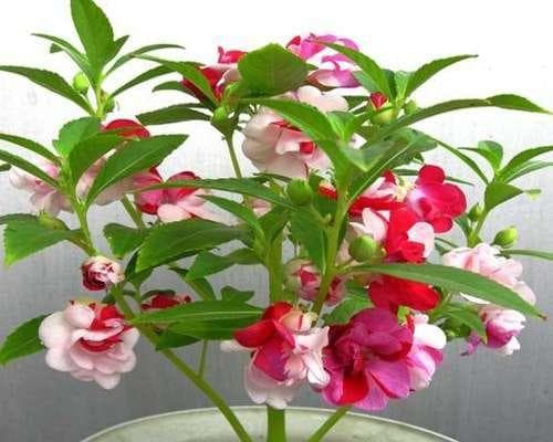 凤仙花多久浇一次水？如何正确浇水以促进生长？