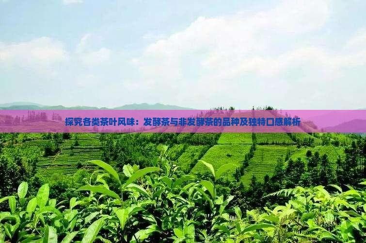 探究各类茶叶风味：发酵茶与非发酵茶的品种及独特口感解析