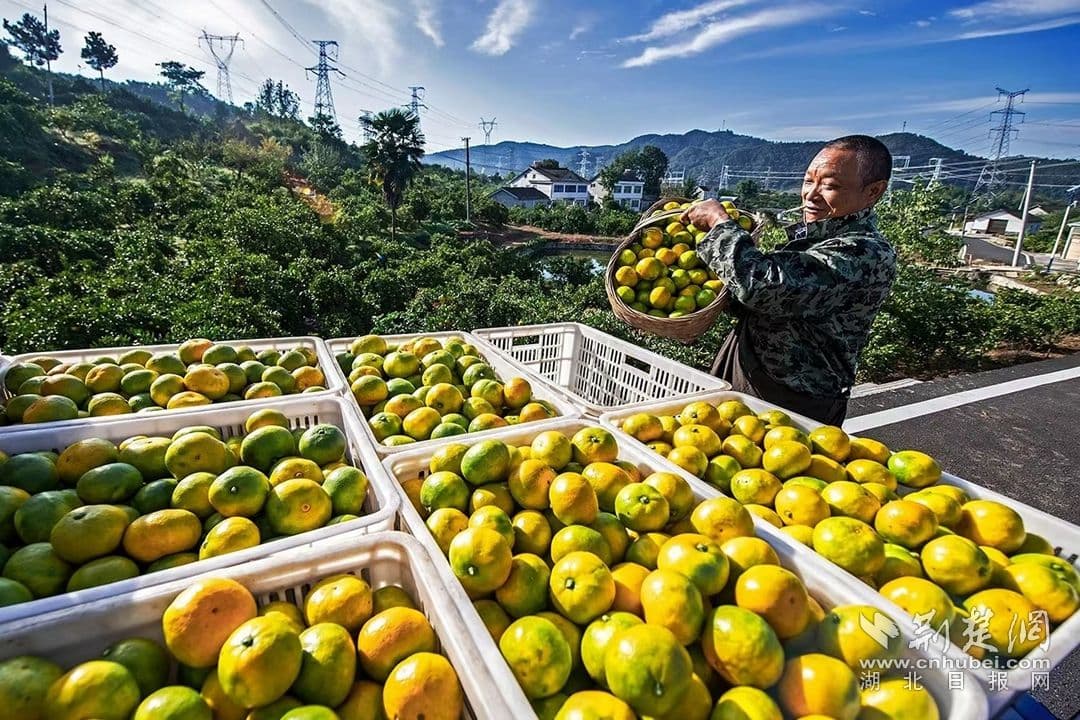 宜都：联农带农强产业 拓宽增收富民路
