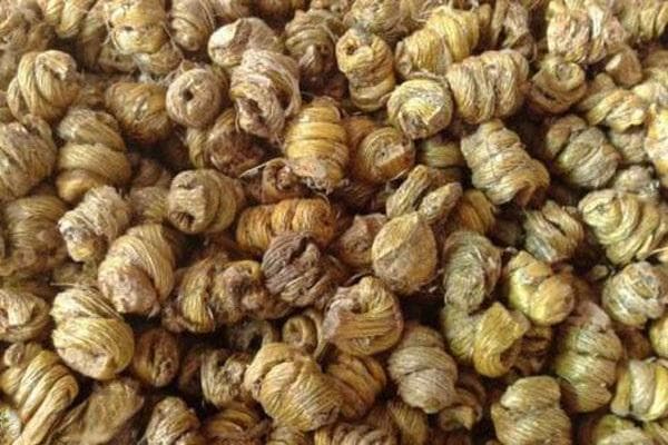 铁皮石斛怎么种植？