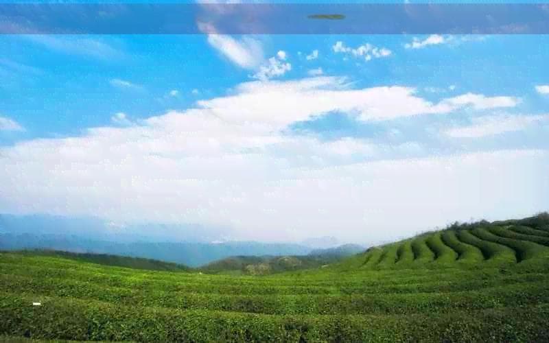 小麦茶的全面功效与潜在副作用：一篇详尽解析