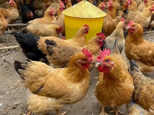 鸡气囊炎怎么治？小鸡得了气囊炎用什么药？