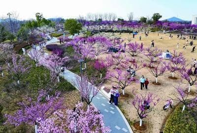 “花经济”盛开，满城都是“追花人”