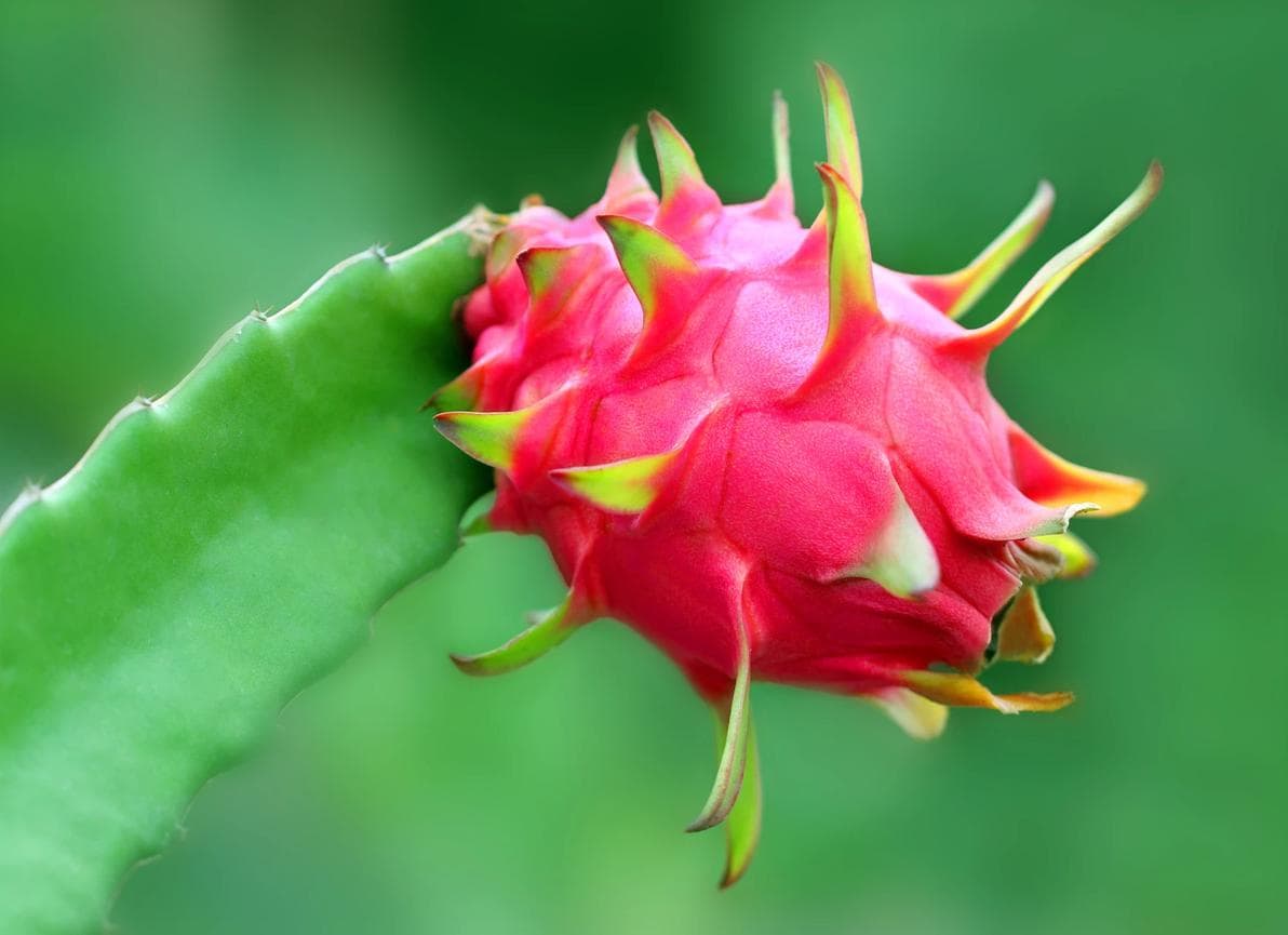 火龙果种植技术指南：光照、土壤、水分管理要点