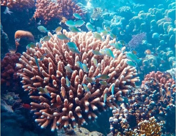 热带鱼喂养：4类鱼食特点与科学搭配方案
