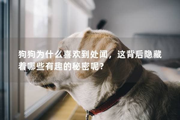 狗狗为什么喜欢到处闻？揭秘狗狗的嗅觉世界
