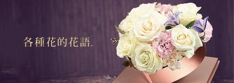 一文读懂花卉语言：从玫瑰到郁金香的浪漫密码