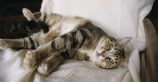 猫咪严重便秘该怎么办？有效缓解方法有哪些？