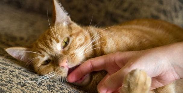 宠物小猫的咬舔行为解析（从猫咬与舔的意义谈起，了解小猫的表达方式）