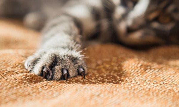 被猫抓伤的伤口是什么样子的