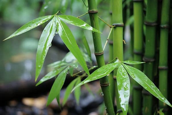 健康原料竹叶黄酮的功能及应用