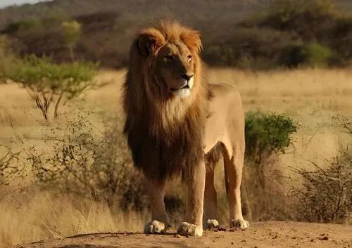 揭秘动物世界中的合作狩猎、友谊与共生关系
