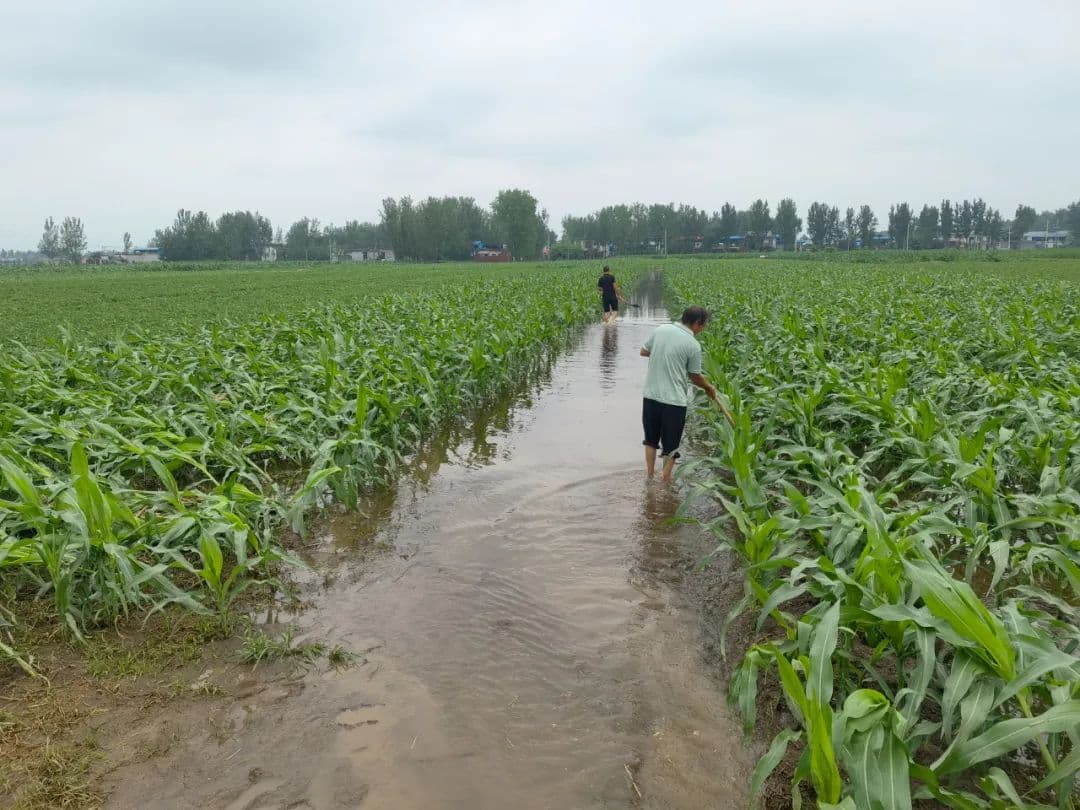 大旱后暴雨，河南农户浇水抢回来的庄稼又淹了