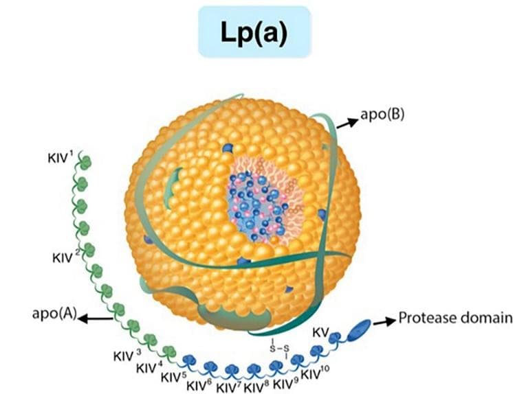 关注动脉粥样硬化心血管疾病的独立危险因素——Lp(a)